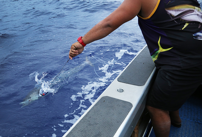 Marlin Queen Fishing Charters : Rarotonga : Business News Photos : Richard Moore : Photographer